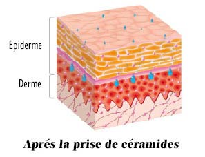 Ceramides after