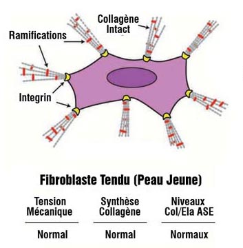 Ceramides altered