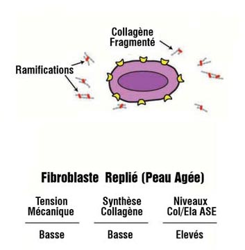 Ceramides after