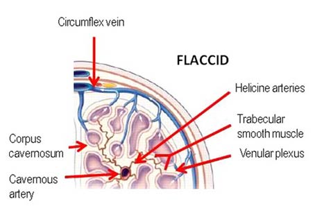 Flacid state